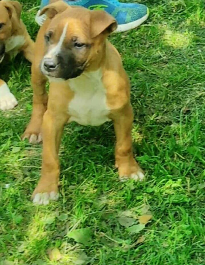 Photo of the dog