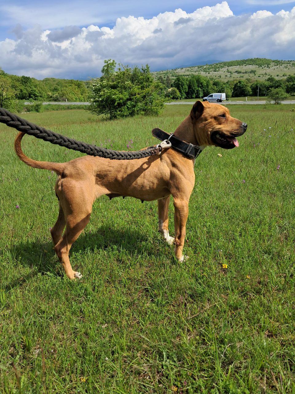 Photo of the dog