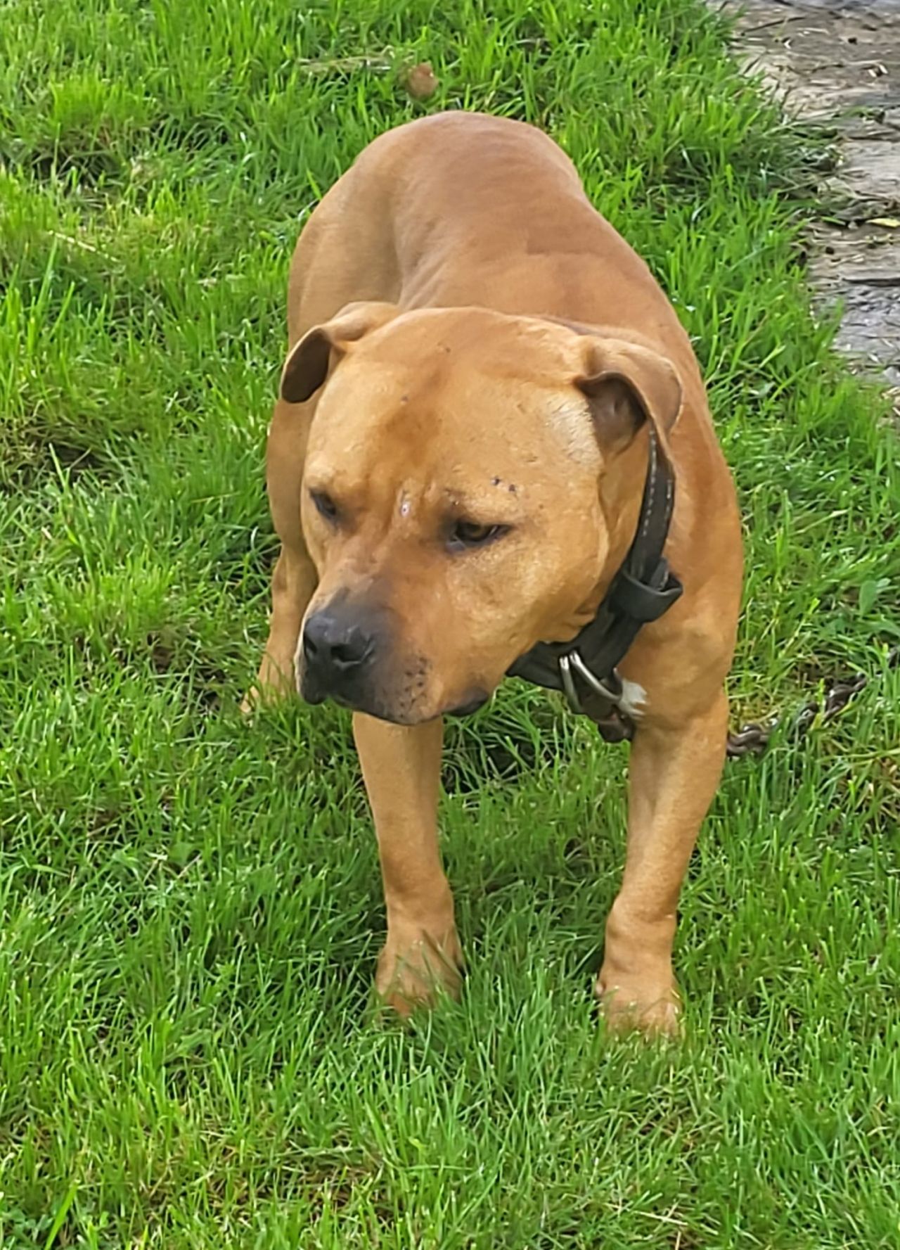 Photo of the dog