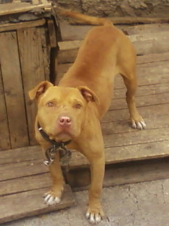 Photo of the dog