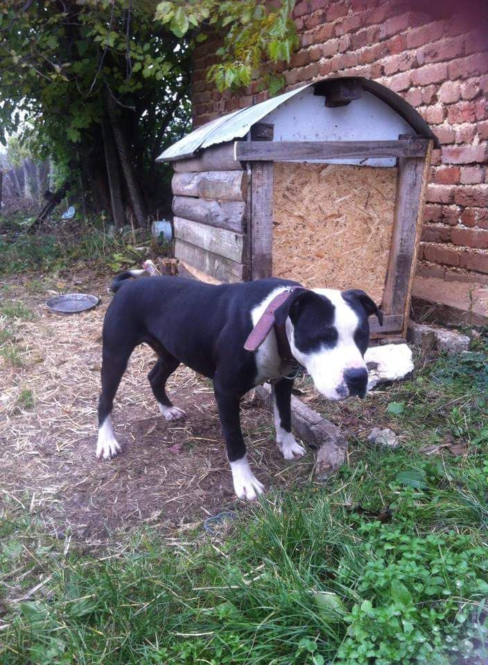 Photo of the dog