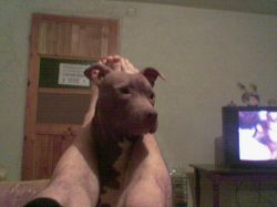 Photo of the dog