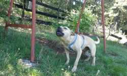 Photo of the dog