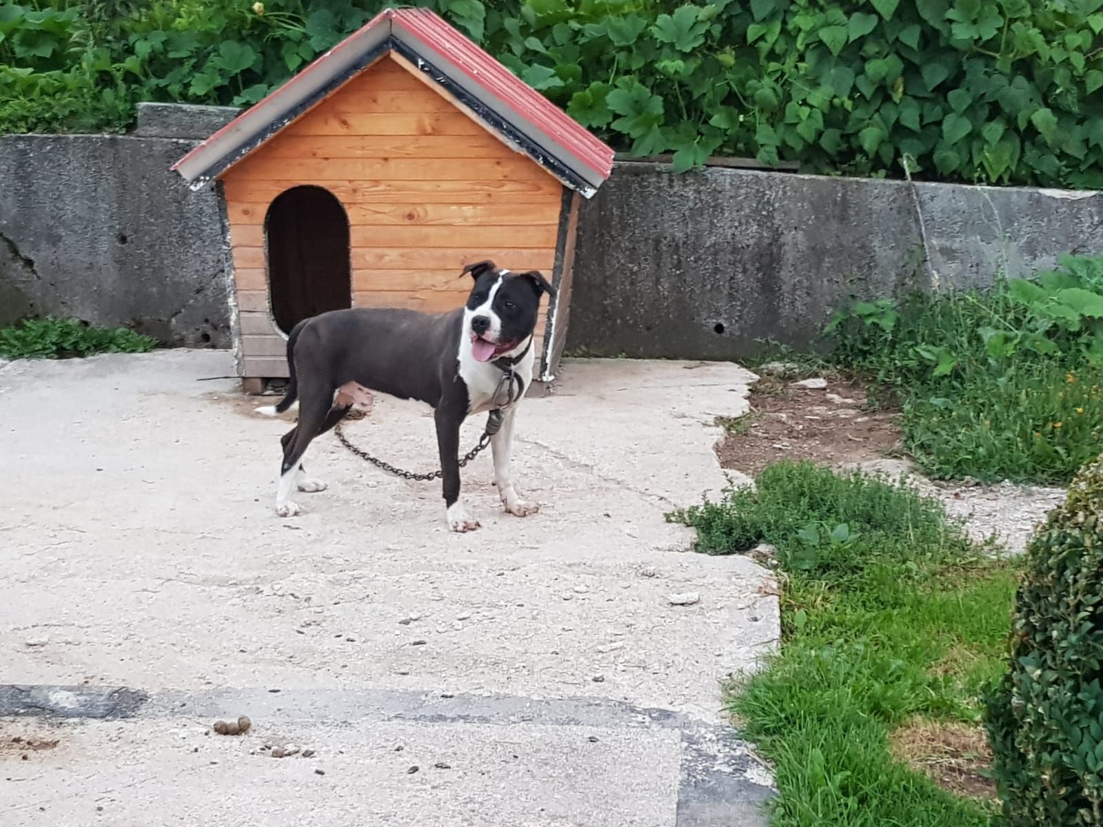 Photo of the dog