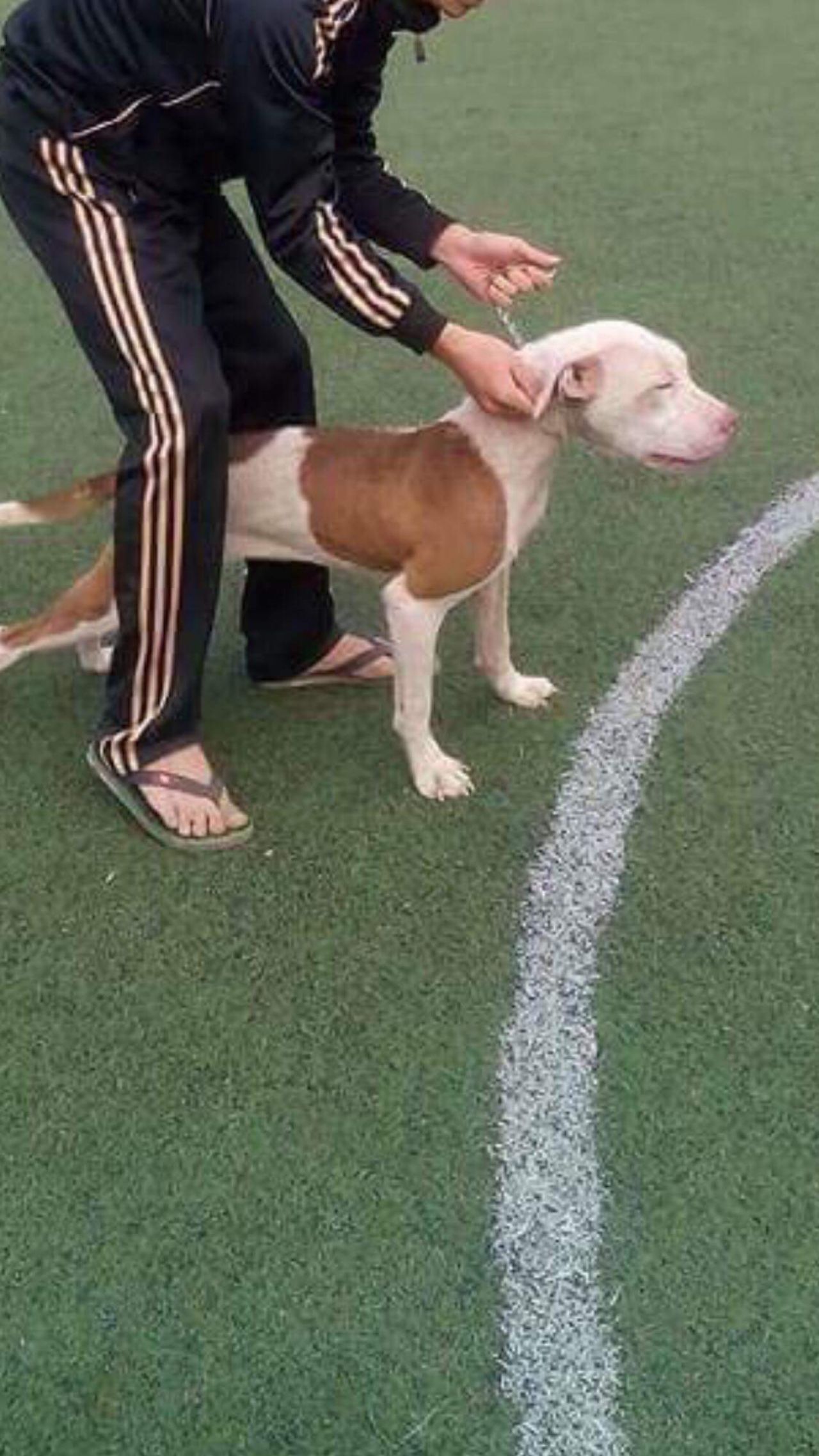 Photo of the dog