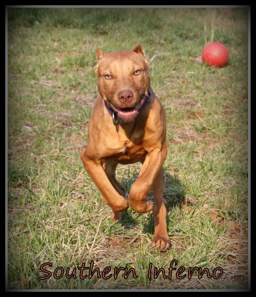 Photo of the dog