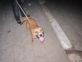 Photo of the dog