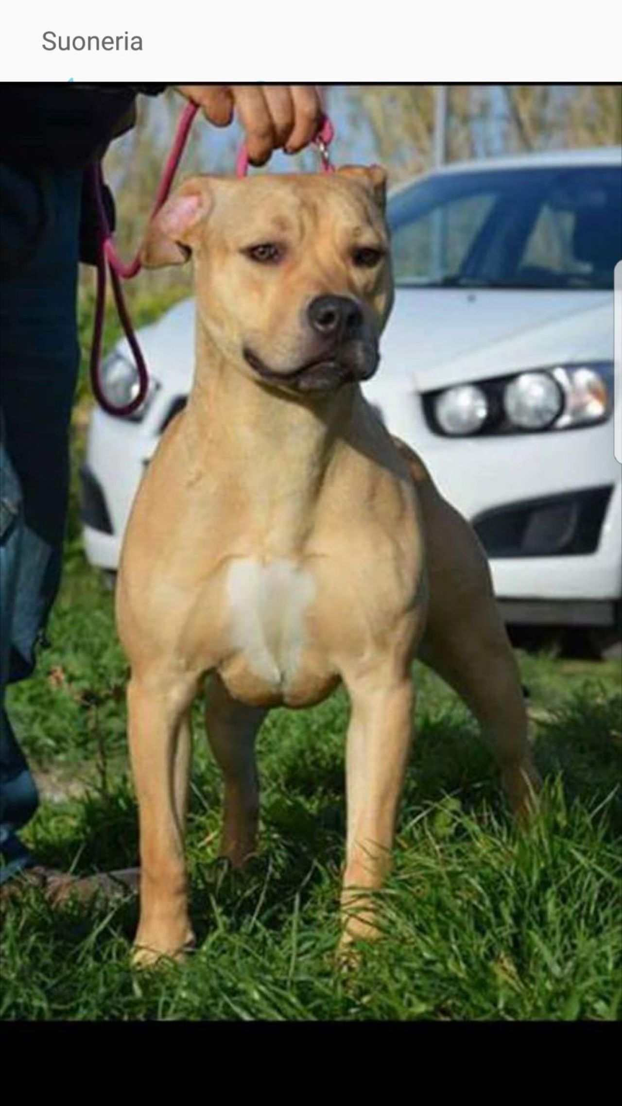 Photo of the dog