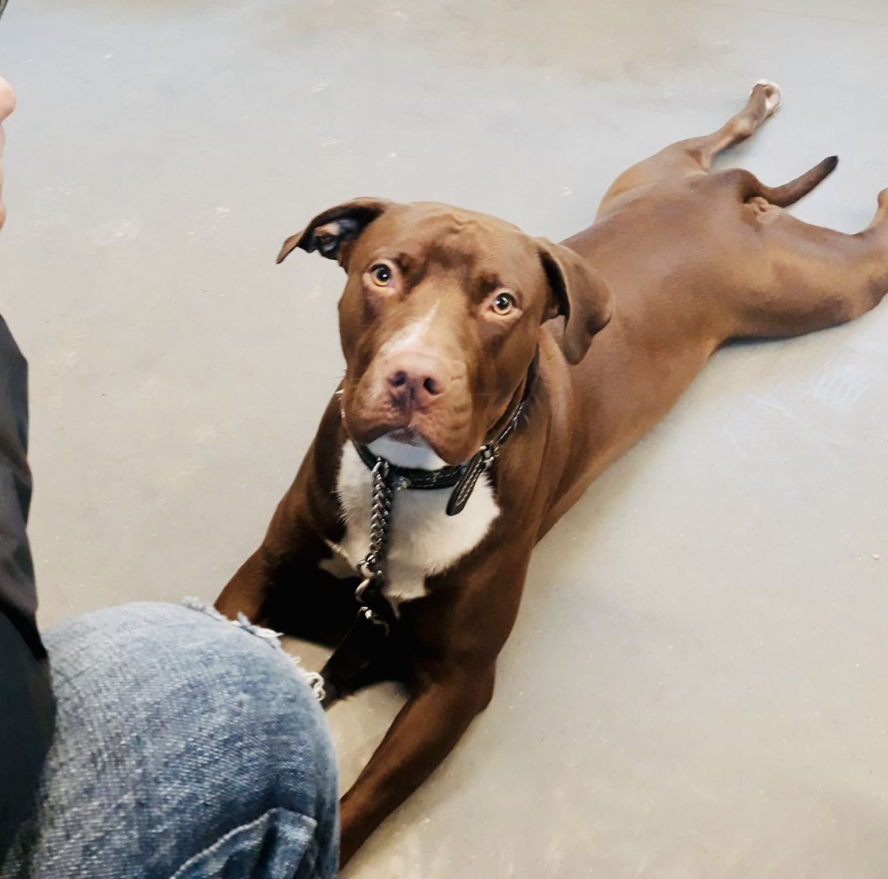Photo of the dog