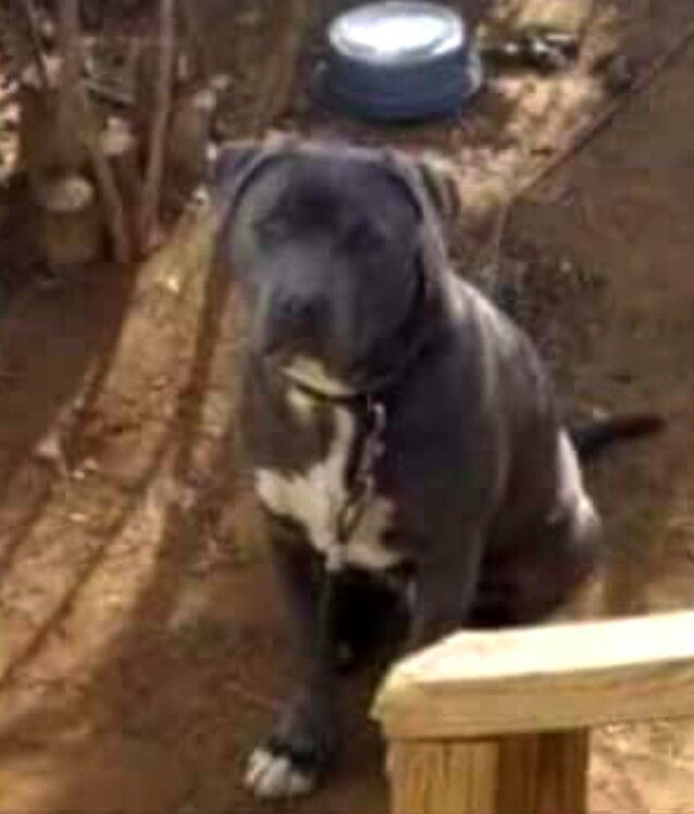 Photo of the dog