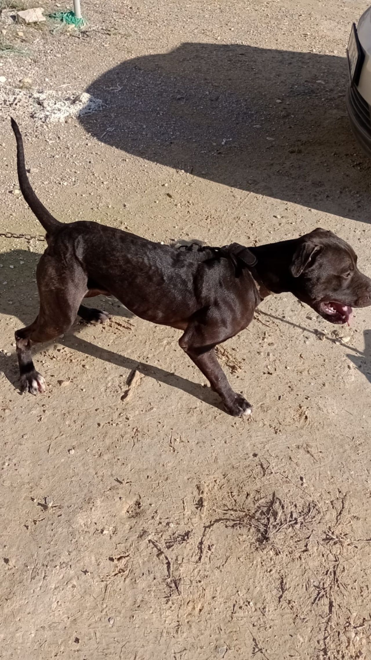 Photo of the dog
