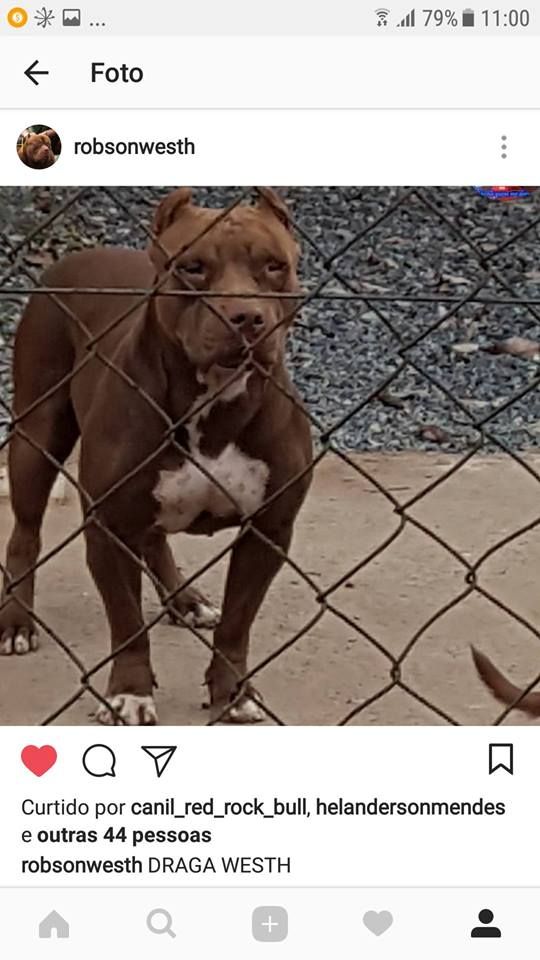 Photo of the dog