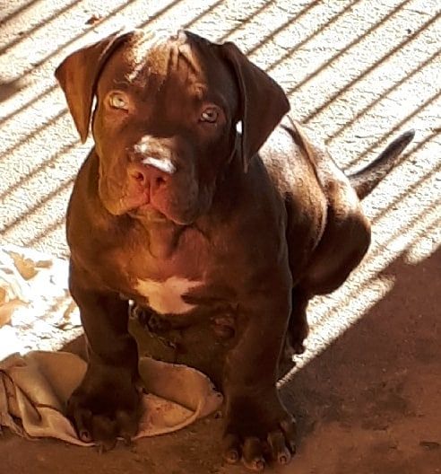 Photo of the dog