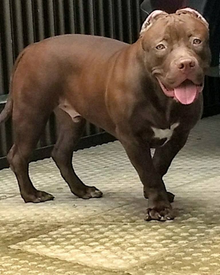 Photo of the dog