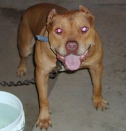 Photo of the dog