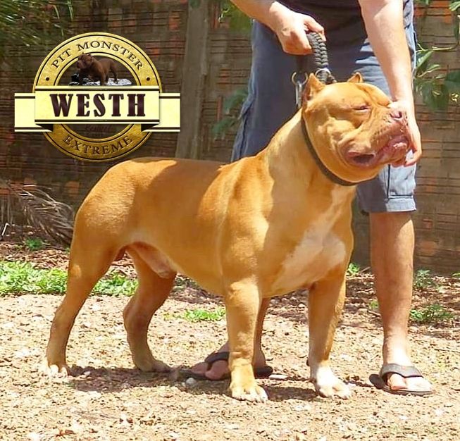 Photo of the dog