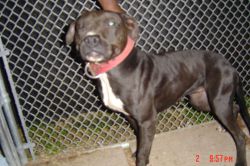 Photo of the dog
