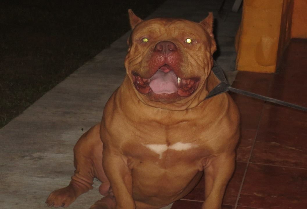 Photo of the dog