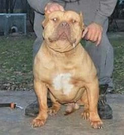 Photo of the dog