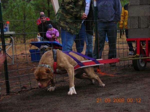 Photo of the dog