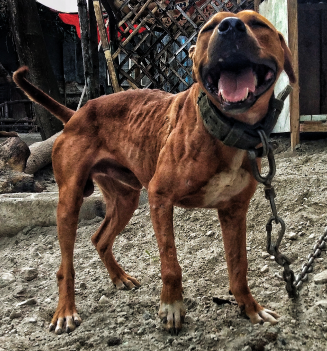 Photo of the dog
