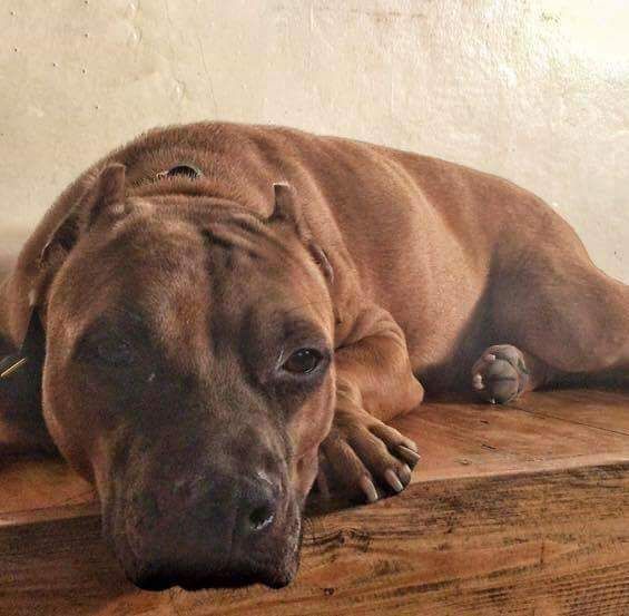 Photo of the dog