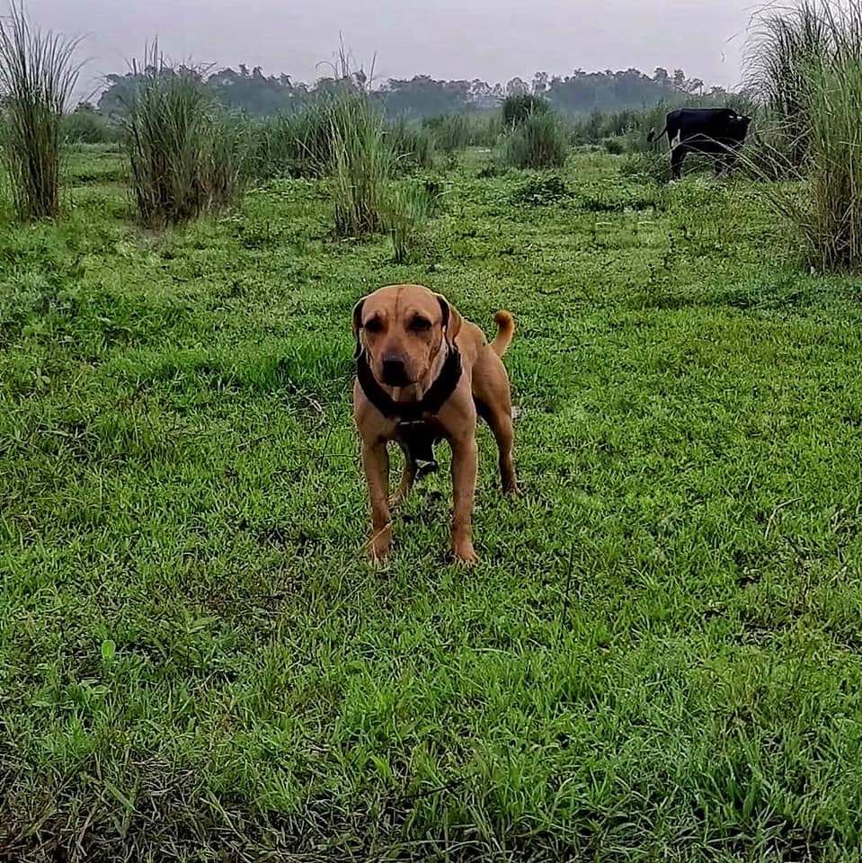 Photo of the dog