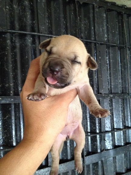 Photo of the dog