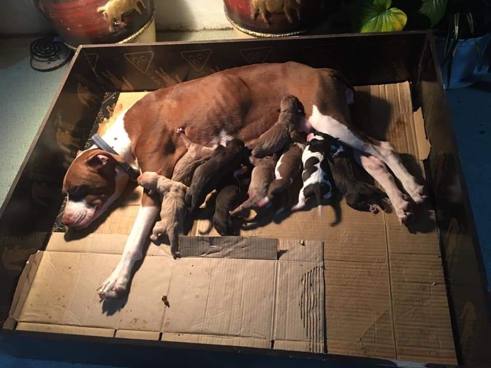 Photo of the dog