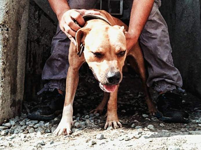 Photo of the dog
