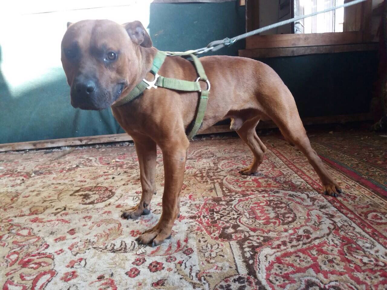 Photo of the dog