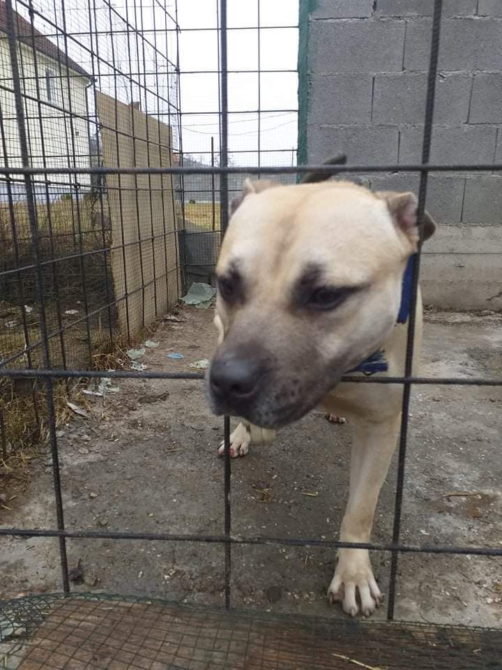 Photo of the dog