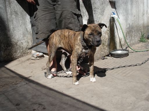 Photo of the dog