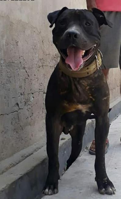 Photo of the dog