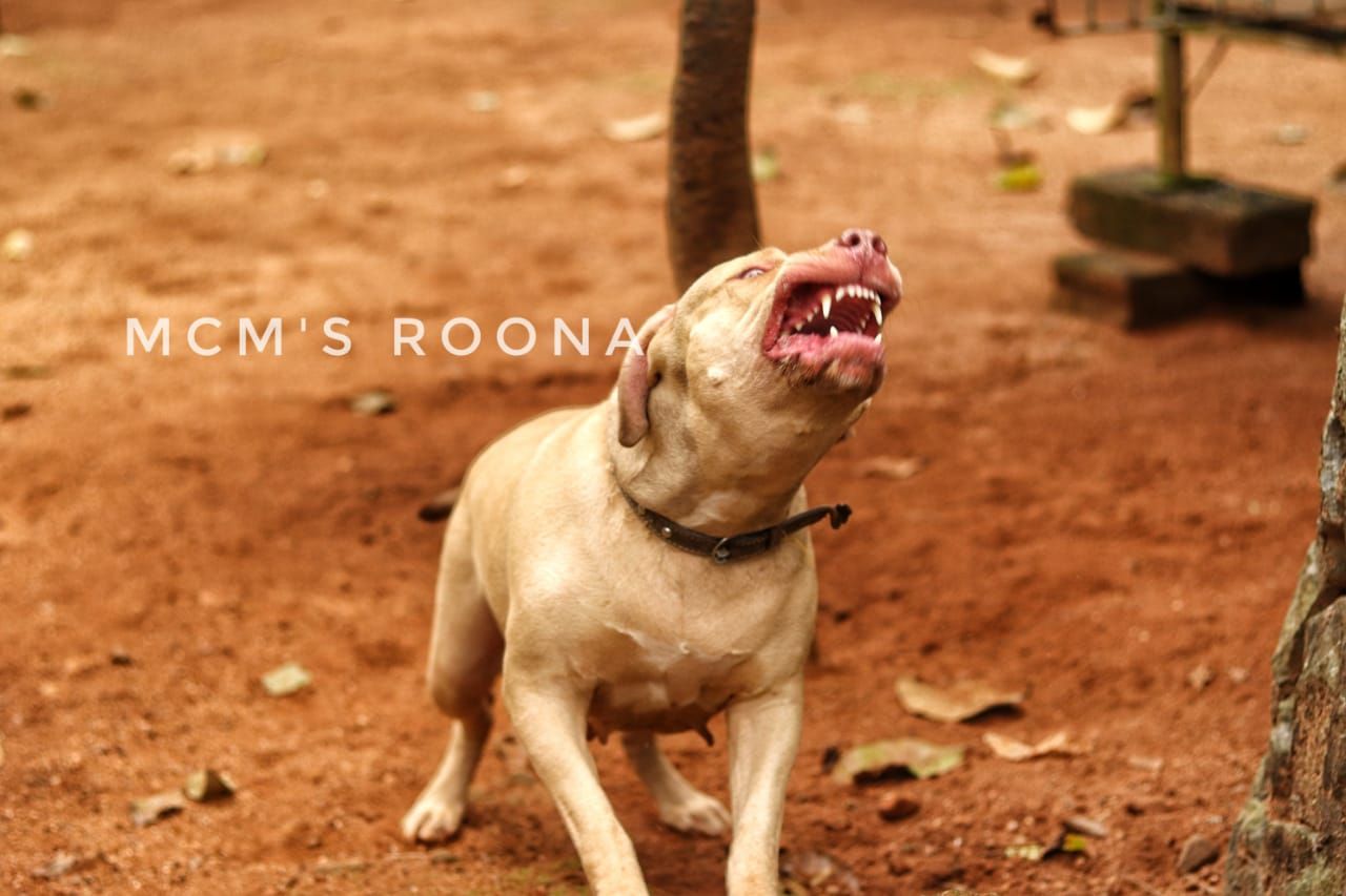 Photo of the dog