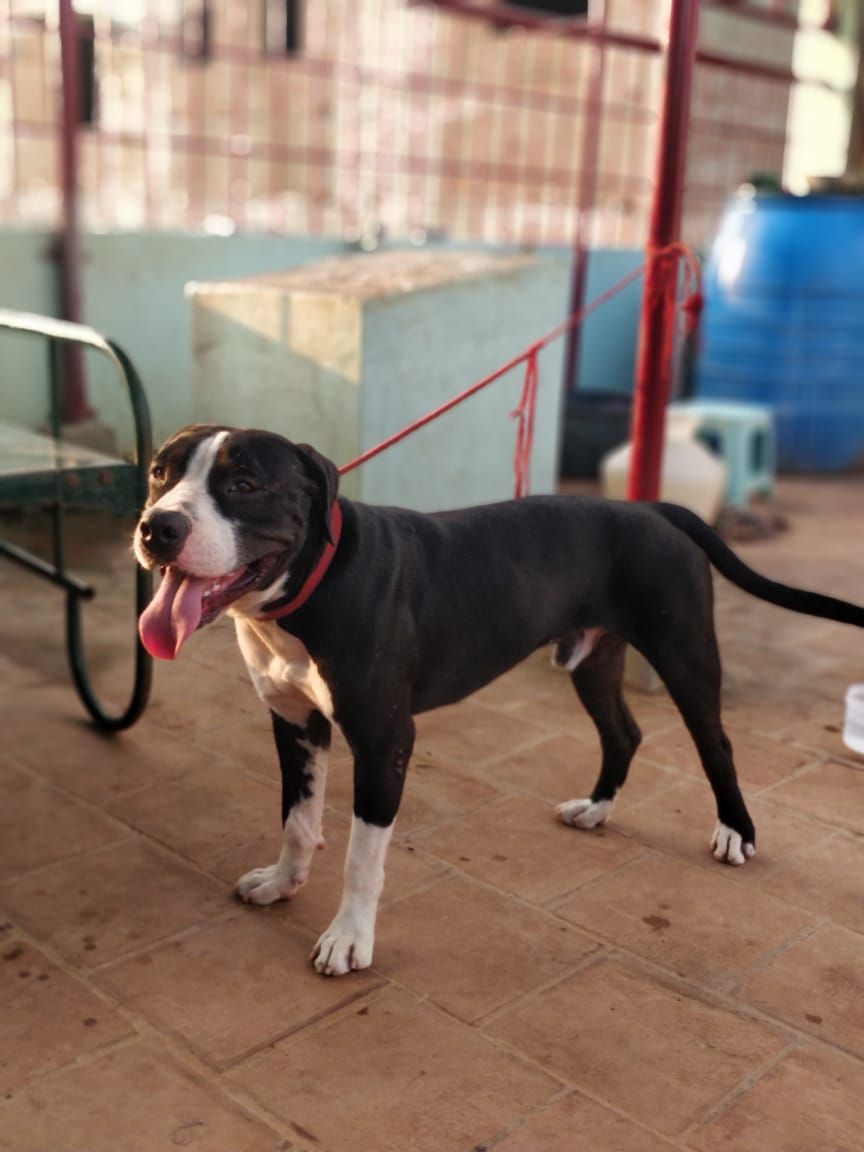 Photo of the dog