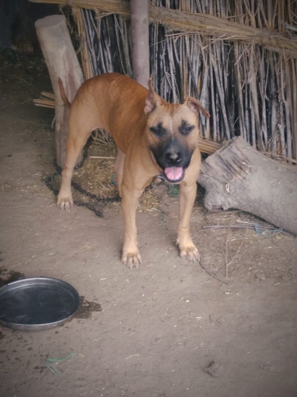 Photo of the dog