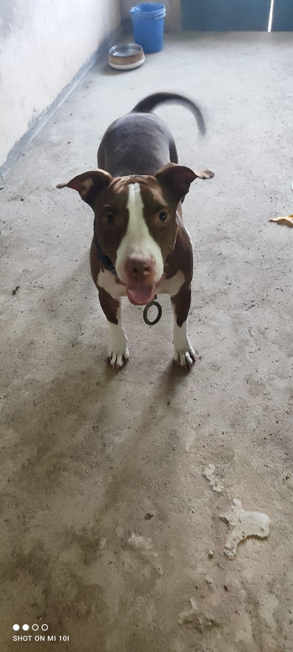 Photo of the dog
