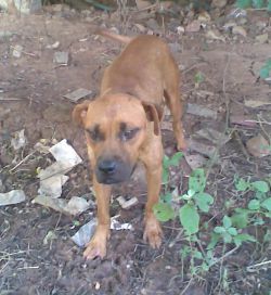 Photo of the dog