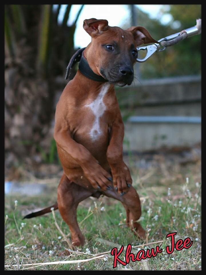 Photo of the dog