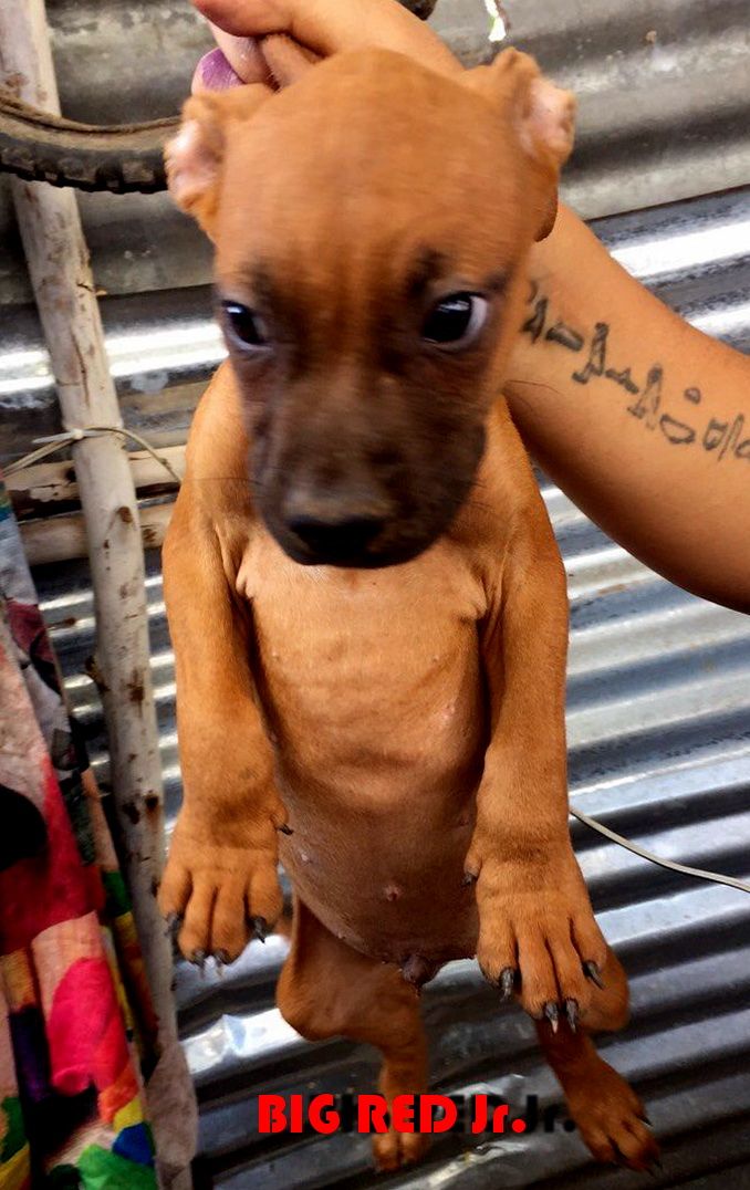 Photo of the dog