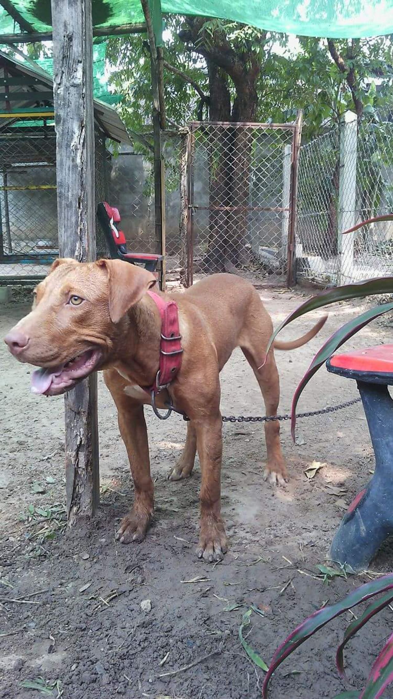 Photo of the dog