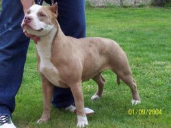 Photo of the dog