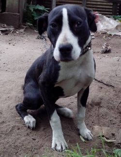 Photo of the dog