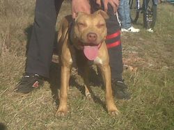 Photo of the dog