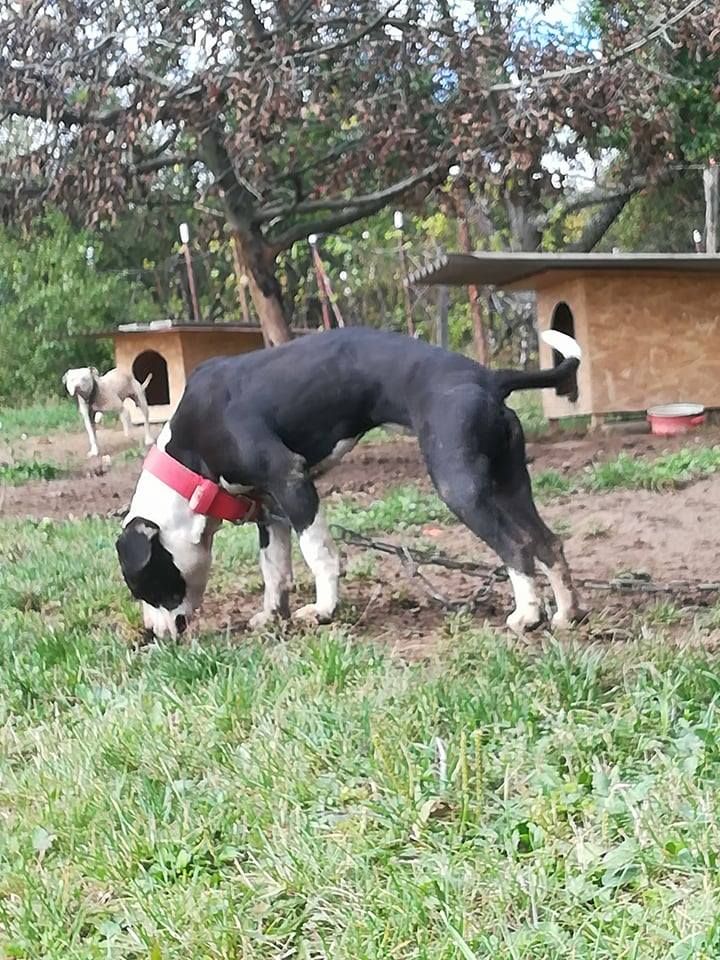 Photo of the dog