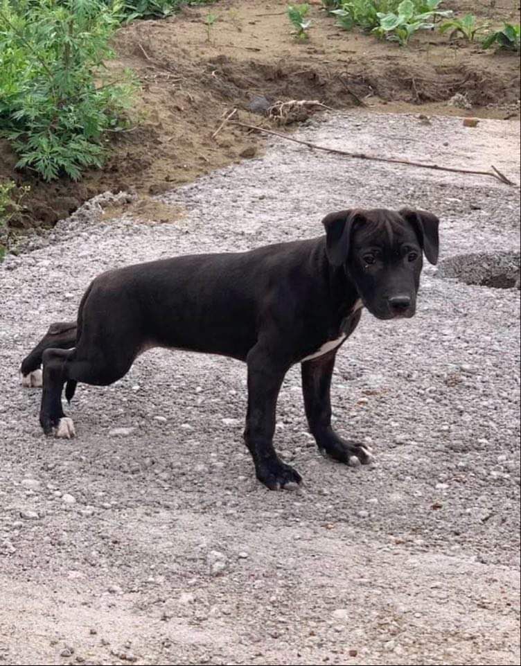Photo of the dog
