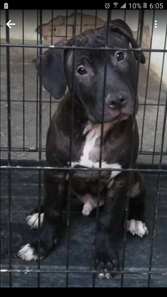 Photo of the dog