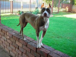 Photo of the dog