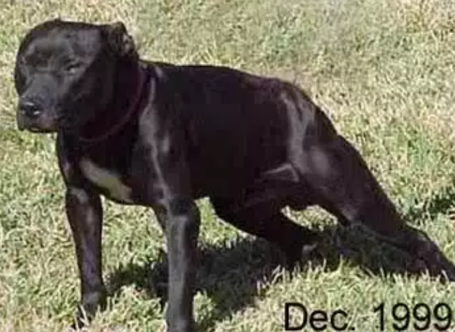Photo of the dog